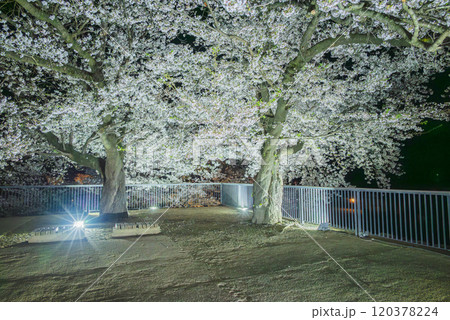 戌亥櫓台のサクラ【松代城跡】 戌亥櫓台のサクラ【松代城跡】 120378224