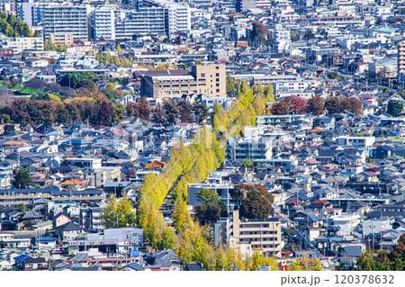 東京都 八王子いちょう祭り 甲州街道沿いイチョウの紅葉 高尾山・金比羅台園地から 東京都 八王子いちょう祭り 甲州街道沿いイチョウの紅葉 高尾山・金比羅台園地から 120378632