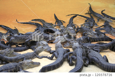 crocodiles in everglades, florida, usa 120378716
