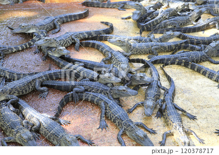 crocodiles in everglades, florida, usa 120378717