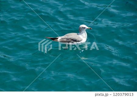 海に浮かぶカモメ(伊根湾/京都府与謝郡伊根町) 海に浮かぶカモメ(伊根湾/京都府与謝郡伊根町) 120379013