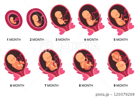 Embryo month stage growth, fetal development vector flat infographic icons. Medical illustration of foetus cycle from 1 to 9 month to birth 120379209