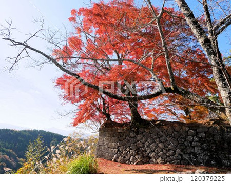 大分県竹田市　岡城の秋景色　紅葉と石垣 120379225