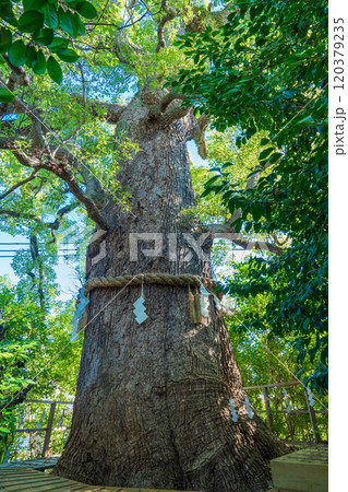 京都市東山区　心熊野神社境内の御神木　楠社 120379235