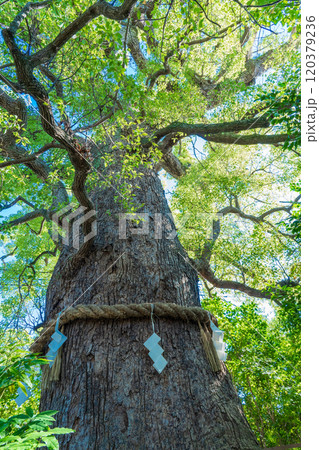 京都市東山区 心熊野神社境内の御神木 楠社 京都市東山区 心熊野神社境内の御神木 楠社 120379236
