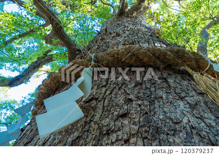 京都市東山区 心熊野神社境内の御神木 楠社 京都市東山区 心熊野神社境内の御神木 楠社 120379237
