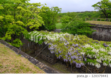 新緑に映える藤の花 120379441