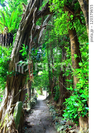 【沖縄県】備瀬のフクギ並木 【沖縄県】備瀬のフクギ並木 120379655
