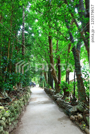 【沖縄県】備瀬のフクギ並木 120379657