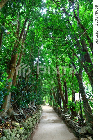 【沖縄県】備瀬のフクギ並木 【沖縄県】備瀬のフクギ並木 120379659