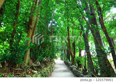 【沖縄県】備瀬のフクギ並木 【沖縄県】備瀬のフクギ並木 120379661