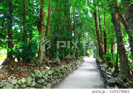 【沖縄県】備瀬のフクギ並木 【沖縄県】備瀬のフクギ並木 120379662