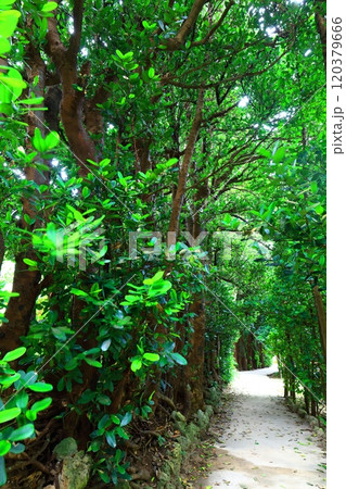 【沖縄県】備瀬のフクギ並木 120379666