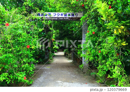 【沖縄県】備瀬のフクギ並木 【沖縄県】備瀬のフクギ並木 120379669