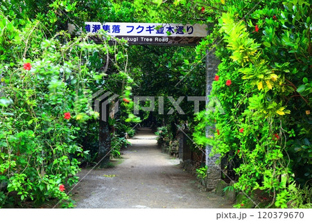 【沖縄県】備瀬のフクギ並木 120379670