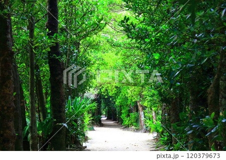 【沖縄県】備瀬のフクギ並木 【沖縄県】備瀬のフクギ並木 120379673