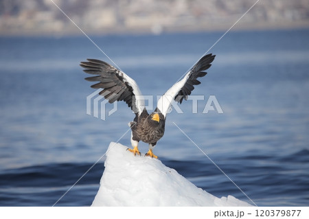 流氷上から飛び立つオオワシ成鳥 流氷上から飛び立つオオワシ成鳥 120379877