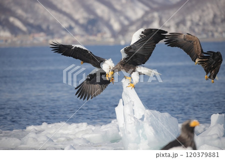 流氷上で争うオオワシ成鳥 流氷上で争うオオワシ成鳥 120379881