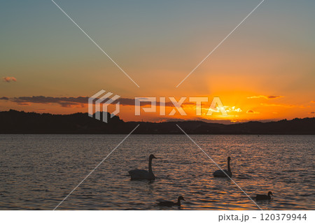 夕日に染まる白鳥と幻想的な夕暮れ 120379944