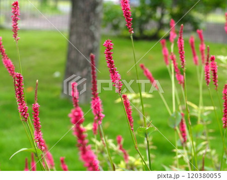 ペルシカリアの花の生態写真 ペルシカリアの花の生態写真 120380055