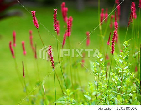 ペルシカリアの花の生態写真 120380056