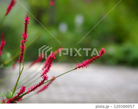 ペルシカリアの花の生態写真 ペルシカリアの花の生態写真 120380057