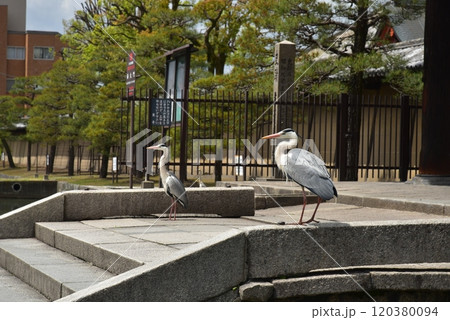 東寺の南大門の狛犬のような青鷺 東寺の南大門の狛犬のような青鷺 120380094