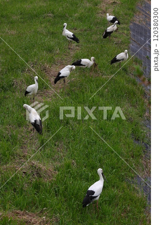 畑に降り立ち休むコウノトリの群れ 120380300