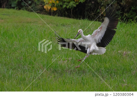 畑に舞い降りるコウノトリ 120380304