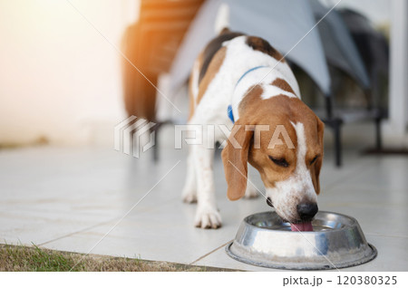 Thirsty beagle dog drink water Thirsty beagle dog drink water 120380325