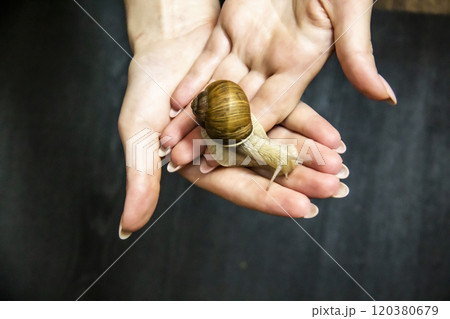 Woman hold in hands a grape snail. Woman hold in hands a grape snail. 120380679