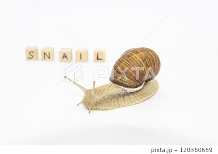 Beautiful grape snail move next wooden cubes. On cubes written words SNAIL 120380689