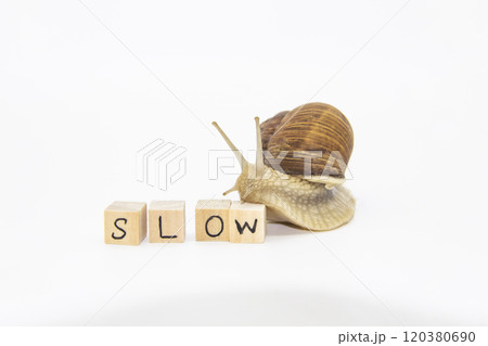 Beautiful grape snail move to wooden cubes. On cubes written word SLOW Beautiful grape snail move to wooden cubes. On cubes written word SLOW 120380690