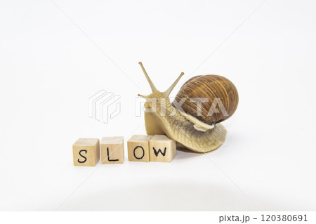 Beautiful grape snail move to wooden cubes. On cubes written word SLOW Beautiful grape snail move to wooden cubes. On cubes written word SLOW 120380691