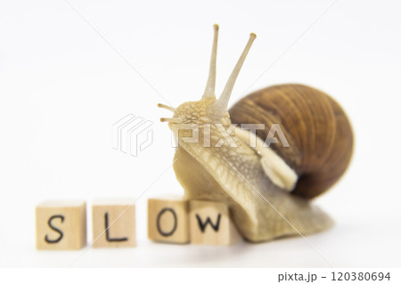 Beautiful grape snail move to wooden cubes. On cubes written word SLOW 120380694