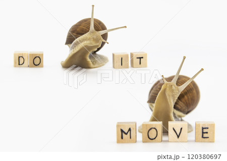 Set of various position of grape snails isolated on white background. Two beautiful grape snails move to wooden cubes. On cubes written words Do it and MOVE Set of various position of grape snails isolated on white background. Two beautiful grape snails move to wooden cubes. On cubes written words Do it and MOVE 120380697
