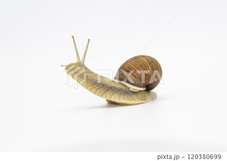 Beautiful grape snail isolated on a white background 120380699