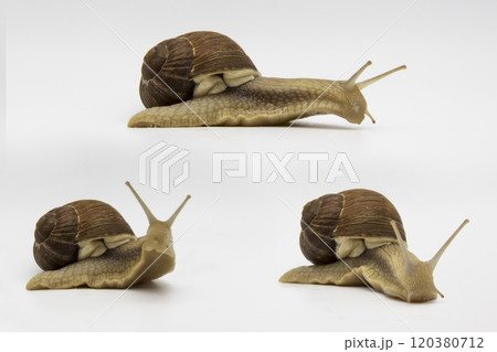 Set of various position of grape snails isolated on white background. Three beautiful grape snails. One snail move on wooden cubes Set of various position of grape snails isolated on white background. Three beautiful grape snails. One snail move on wooden cubes 120380712