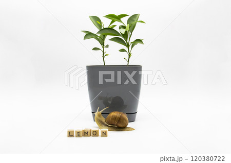Two small lemons grow in a flower pot isolated on white background. A snail crawls next to the cubes on which is written word LEMON. Two small lemons grow in a flower pot isolated on white background. A snail crawls next to the cubes on which is written word LEMON. 120380722