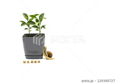 Two small lemons grow in a flower pot isolated on white background. A snail crawls next to the cubes on which is written word LEMON. Two small lemons grow in a flower pot isolated on white background. A snail crawls next to the cubes on which is written word LEMON. 120380727