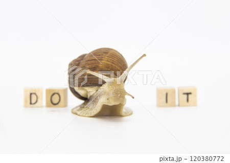 Beautiful grape snail move between wooden cubes. On cubes written words DO IT Beautiful grape snail move between wooden cubes. On cubes written words DO IT 120380772
