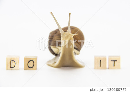 Beautiful grape snail move between wooden cubes. On cubes written words DO IT Beautiful grape snail move between wooden cubes. On cubes written words DO IT 120380773