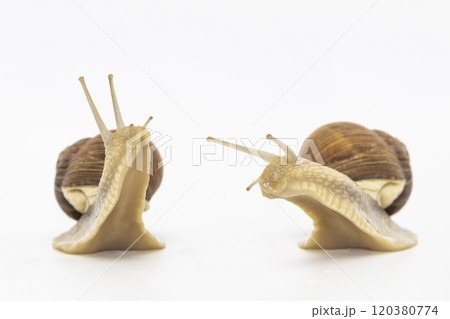Set of various position of grape snails isolated on white background. Two beautiful grape snail talk 120380774