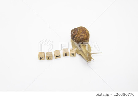 Beautiful grape snail move to wooden cubes. On cubes written word Power 120380776