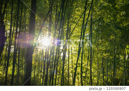 本間美術館庭園（鶴舞園） 120380907
