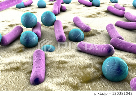 Bacteria on surface of skin, mucous membrane or intestine 120381042