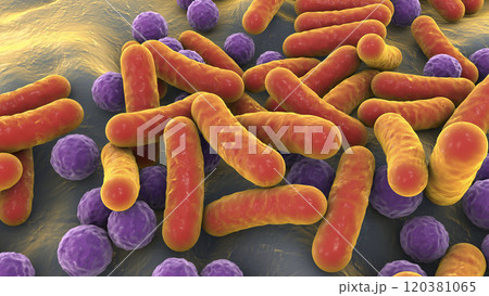 Bacteria, human microbiome Bacteria, human microbiome 120381065