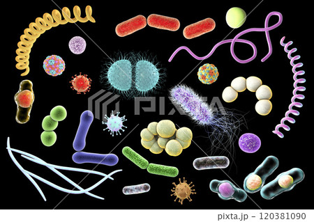 Microbes of different shapes Microbes of different shapes 120381090