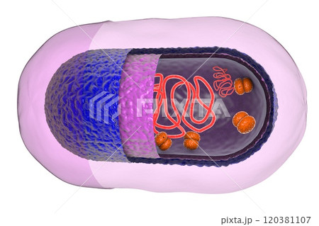 Structure of bacterial cell 120381107