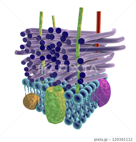 Structure of Gram-positive bacteria cell wall 120381112